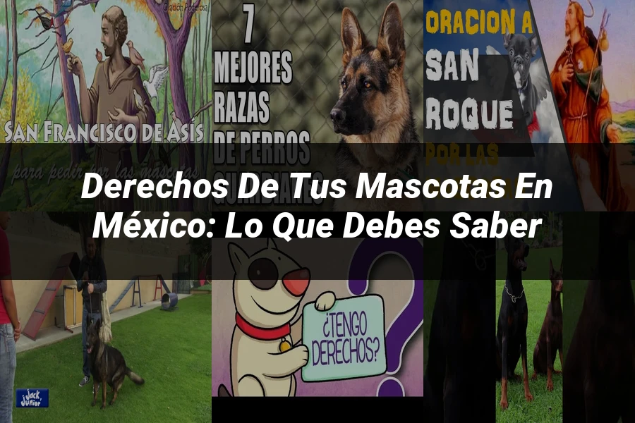 "Derechos de tus mascotas en México: lo que debes saber"