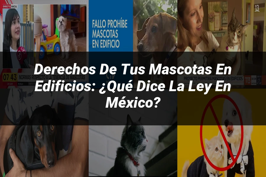 "Derechos de tus mascotas en edificios: ¿Qué dice la ley en México?"
