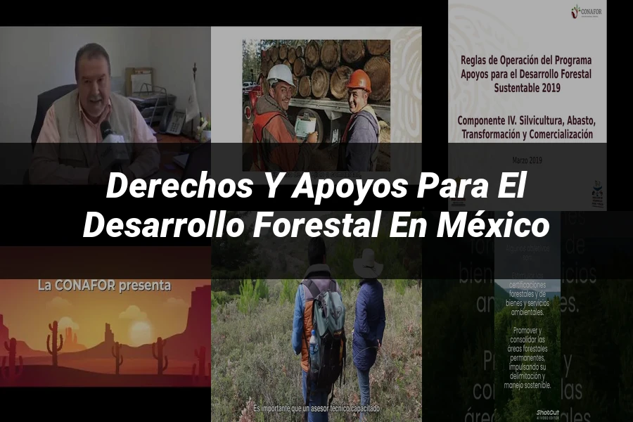 "Derechos y Apoyos para el Desarrollo Forestal en México"