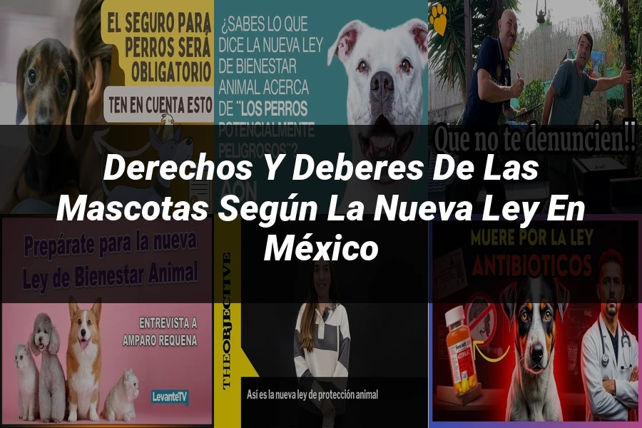 "Derechos y Deberes de las Mascotas según la Nueva Ley en México"