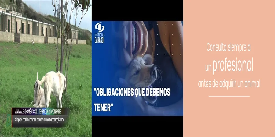 "Derechos y Deberes en la Tenencia Responsable de Mascotas en México"