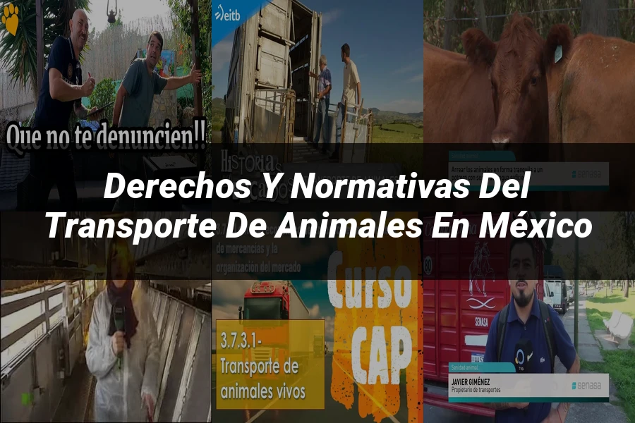"Derechos y Normativas del Transporte de Animales en México"