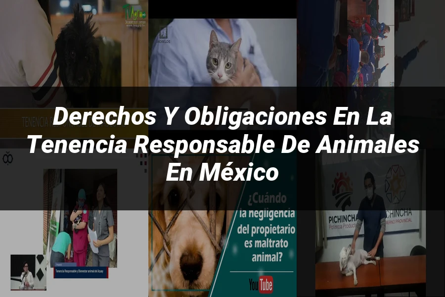 "Derechos y Obligaciones en la Tenencia Responsable de Animales en México"
