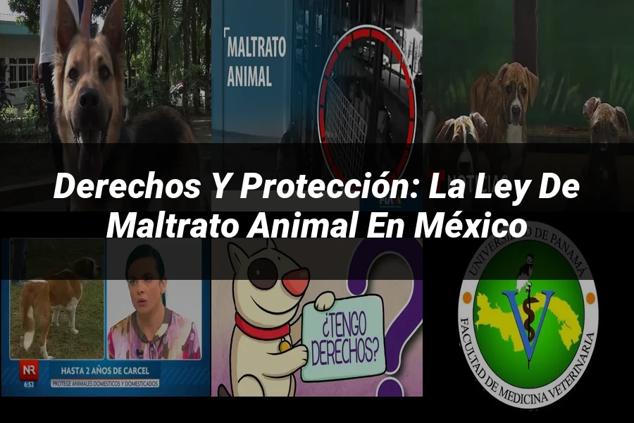 "Derechos y Protección: La Ley de Maltrato Animal en México"