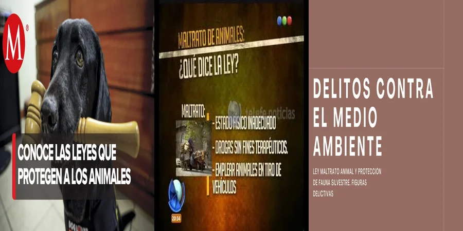 "Derechos y Protección: La Ley de Maltrato Animal en México"
