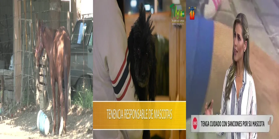 "Derechos y Responsabilidades en la Tenencia de Mascotas en México"