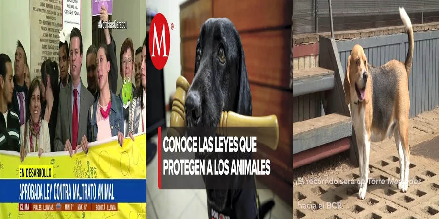 "Derechos y leyes sobre maltrato animal en México: ¿Qué debes saber?"