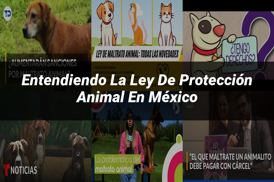 "Entendiendo la Ley de Protección Animal en México"