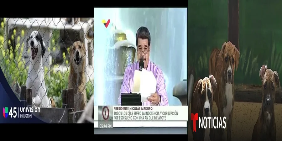 "Entendiendo la Nueva Ley sobre Maltrato Animal en México"