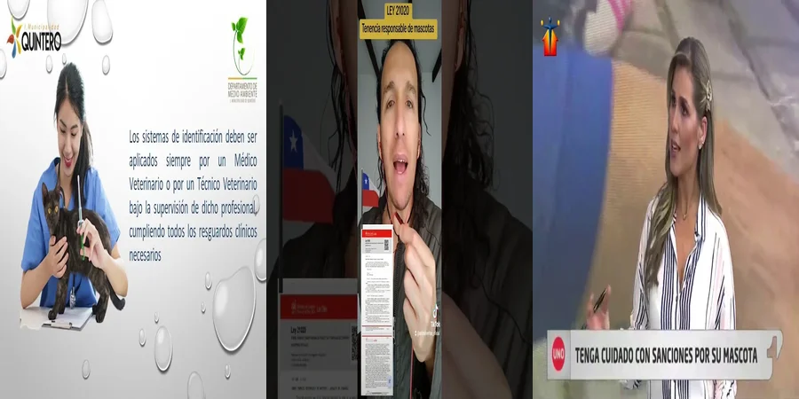 "Entiende el Reglamento de Tenencia Responsable de Mascotas en México"