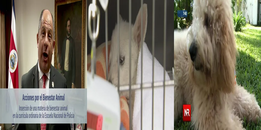 "Implicaciones de la Nueva Ley Contra el Maltrato Animal en México"