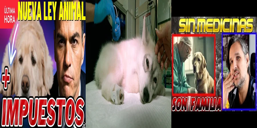 "Implicaciones de la Nueva Ley de Animales en México para Abogados"