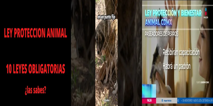 "Implicaciones de la Nueva Ley de Protección Animal en México"