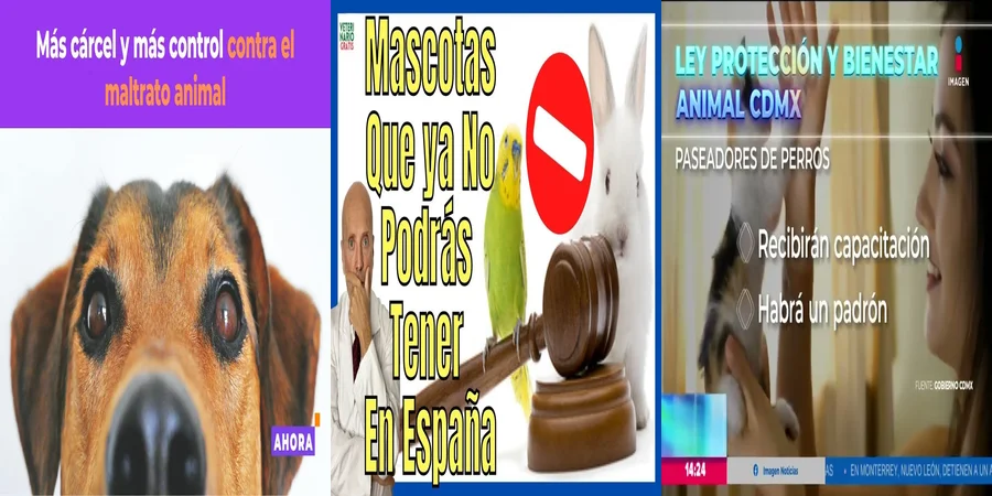 "Impulso Legal en México: Derechos de los Animales Bajo Nueva Ley"