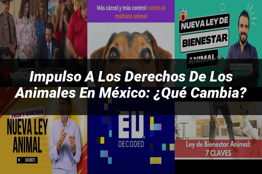 "Impulso a los Derechos de los Animales en México: ¿Qué Cambia?"