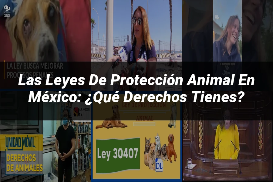 "Las Leyes de Protección Animal en México: ¿Qué Derechos Tienes?"