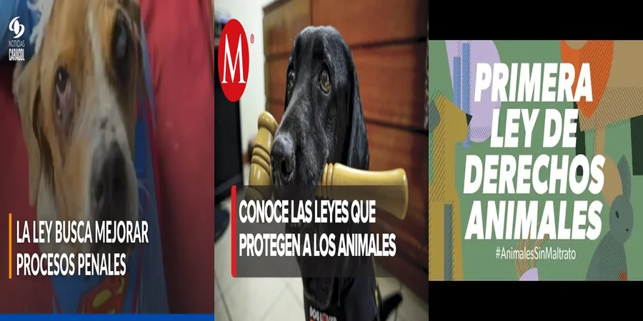 "Las Leyes de Protección Animal en México: ¿Qué Derechos Tienes?"