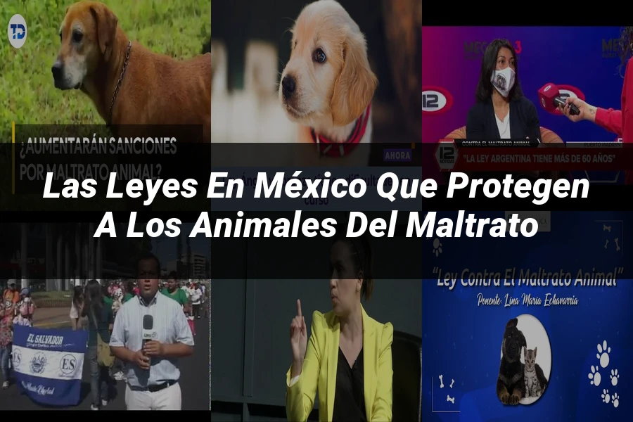 "Las leyes en México que protegen a los animales del maltrato"