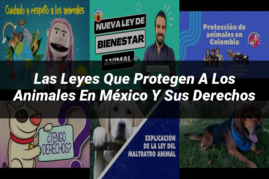 "Las leyes que protegen a los animales en México y sus derechos"