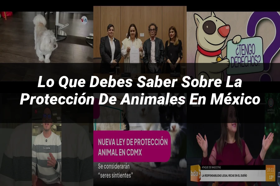 "Lo Que Debes Saber Sobre la Protección de Animales en México"