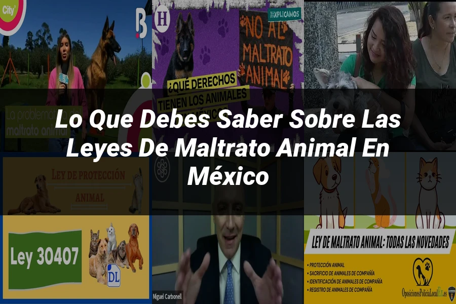 "Lo Que Debes Saber Sobre las Leyes de Maltrato Animal en México"