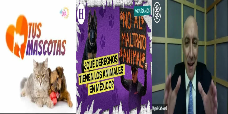 "Lo Que Debes Saber Sobre las Leyes de Maltrato Animal en México"