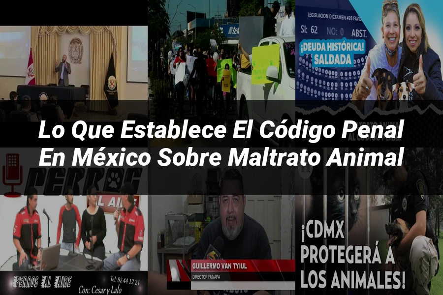 "Lo Que Establece el Código Penal en México sobre Maltrato Animal"