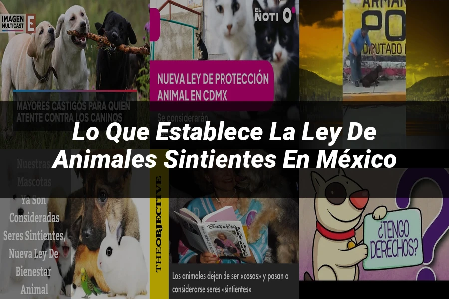 "Lo Que Establece la Ley de Animales Sintientes en México"