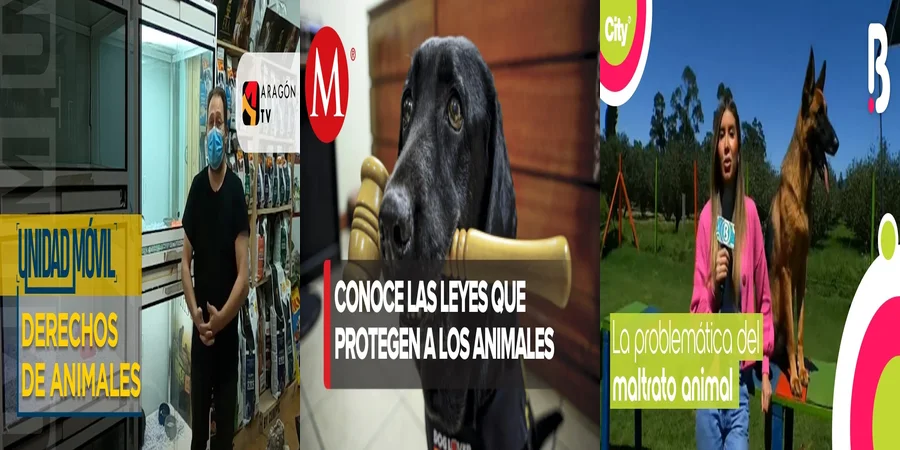 "Lo que la Ley Mexicana Dice sobre el Maltrato Animal y tus Derechos"