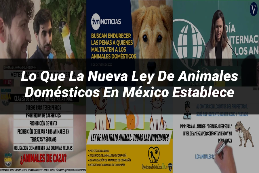 "Lo que la Nueva Ley de Animales Domésticos en México Establece"