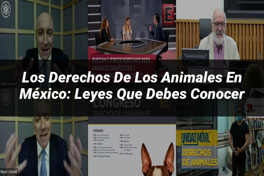 "Los Derechos de los Animales en México: Leyes que Debes Conocer"