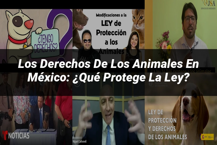 "Los Derechos de los Animales en México: ¿Qué Protege la Ley?"