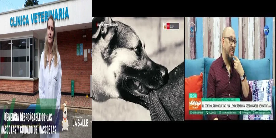 "Obligaciones Legales sobre Tenencia Responsable de Mascotas en México"