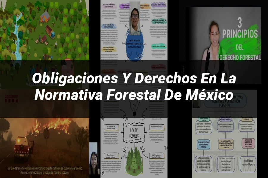 "Obligaciones y Derechos en la Normativa Forestal de México"