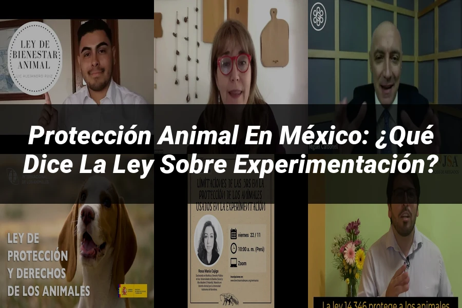 "Protección Animal en México: ¿Qué Dice la Ley sobre Experimentación?"