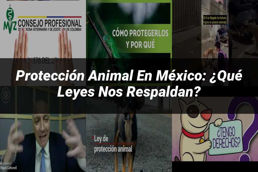 "Protección animal en México: ¿Qué leyes nos respaldan?"
