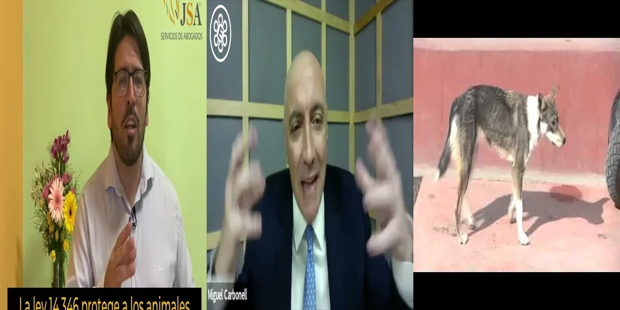 "Protección animal en México: ¿Qué leyes nos respaldan?"