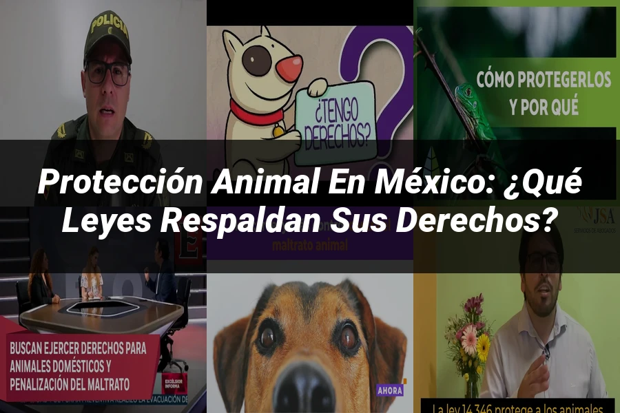 "Protección animal en México: ¿Qué leyes respaldan sus derechos?"