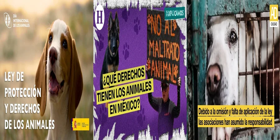 "Protección animal en México: ¿Qué leyes respaldan sus derechos?"