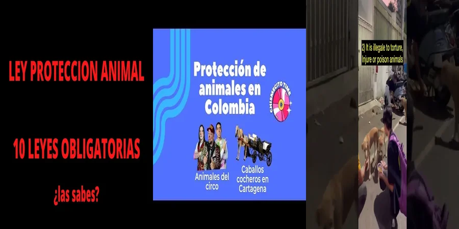 "Protección animal en México: derechos y leyes clave"