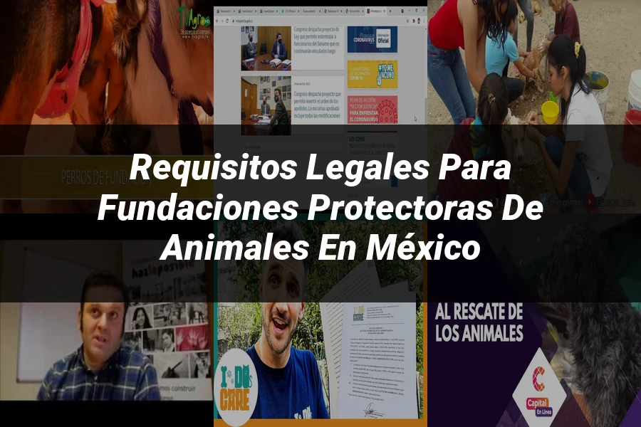 "Requisitos Legales para Fundaciones Protectoras de Animales en México"