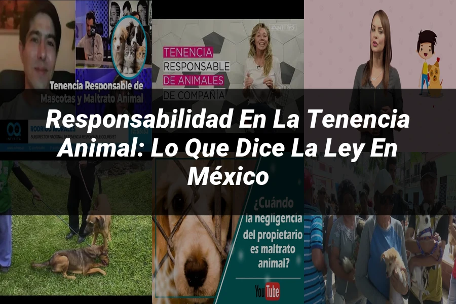 "Responsabilidad en la Tenencia Animal: Lo Que Dice la Ley en México"