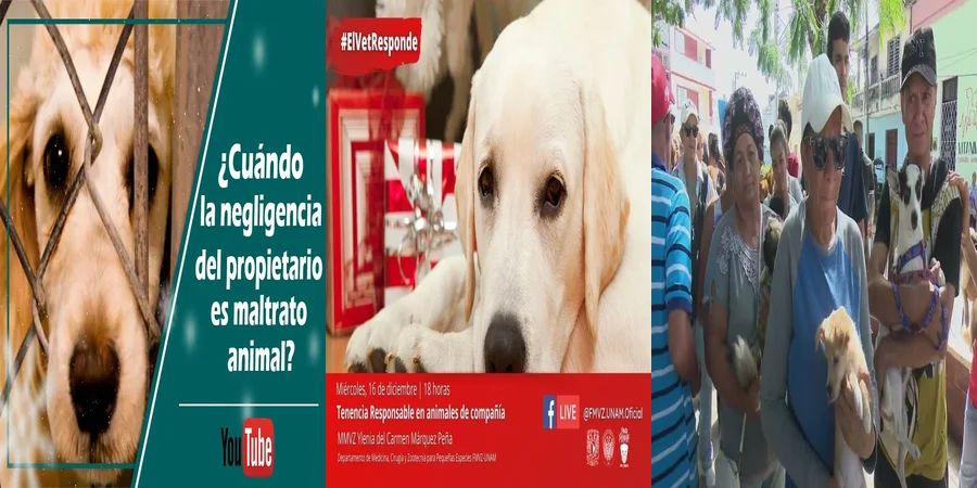 "Responsabilidad en la Tenencia Animal: Lo Que Dice la Ley en México"