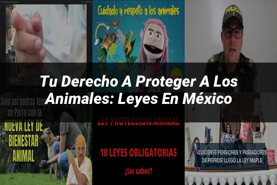 "Tu Derecho a Proteger a los Animales: Leyes en México"