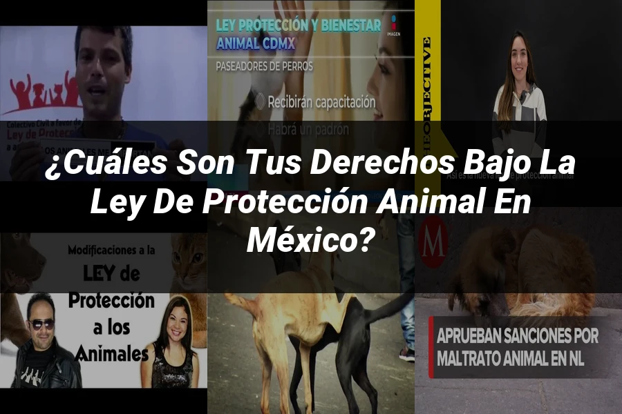 "¿Cuáles son tus derechos bajo la Ley de Protección Animal en México?"