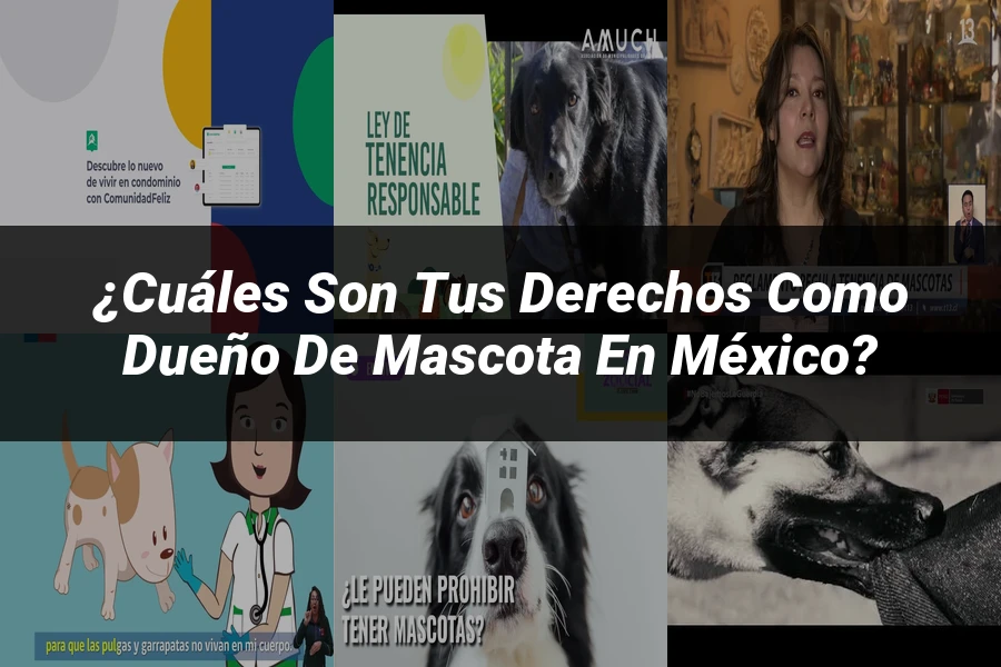 "¿Cuáles son tus derechos como dueño de mascota en México?"