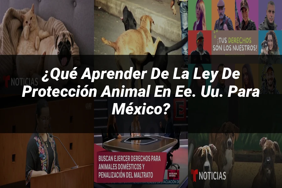 "¿Qué Aprender de la Ley de Protección Animal en EE. UU. para México?"
