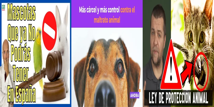 "¿Qué Cambios Trae la Ley de Protección Animal 2022 en México?"