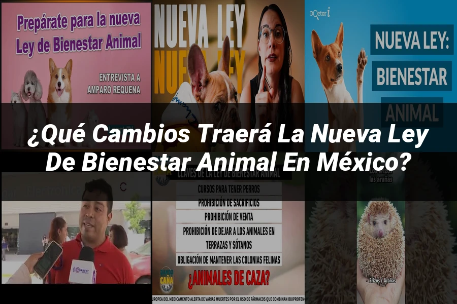 "¿Qué Cambios Traerá la Nueva Ley de Bienestar Animal en México?"