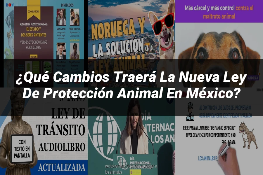 "¿Qué Cambios Traerá la Nueva Ley de Protección Animal en México?"
